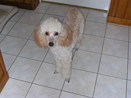 TA PETITE MANDY ET NE T'A PAS CONNUE MAIS DE VOIR NOTRE SOUFFRANCE ET NOS PLEURES ELLE SAIT QU'IL MANQUE QUELQU'UN POUR QUE L'ON RETROUVE LE BONHEUR