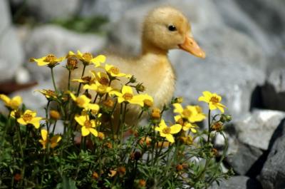 Tu es et resteras mon poussin , tu avais tant de petit surnom que je te donnais .