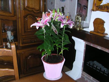 MON ANGE POUR TON ANNIVERSAIRE TA MAMIE NE TA PAS OUBLIER NON PLUS .JE T AIME MON POUSSIN