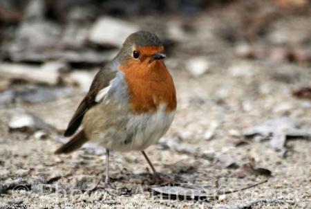           JE T'AIME TANT MON ENFANT