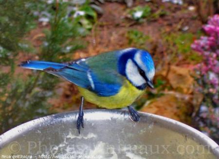  VOILA  LA PETITE  MESANGE QUE J' AI TENU DANS MES MAINS UN SAMEDI MATIN