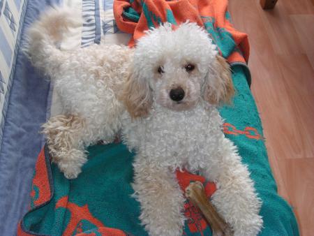 TA PETITE  MANDY , NOUS NE SOMMES JAMAIS DECU PAR LES ANIMAUX ILS NE SONT PAS EGOISTE ET VOUS AIMENT COMME VOUS ETES . TA MAMAN 