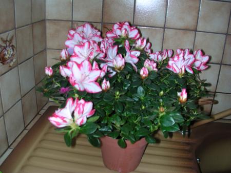 POUR TOI MON ANGE, LA FILLE D'UNE VOISINE A LA MAMIE T'A ACHETE  AUSSI UNE PLANTE MERCI MARILYNE DE VOTRE GENTILLESSE ENVERS NOTRE FILS