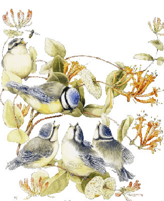   CE MATIN MON ANGE PAS DE ROUGE GORGE , MAIS 2 SUPERBES MESANGES  ELLES VENAIENT MANGER LA MARGARINE 