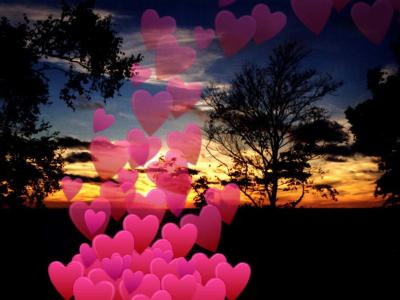   POURQUOI JE N'AI PAS PU TE RETENIR DE PARTIR MON POUSSIN