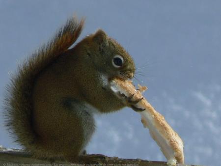  MON PETIT ECUREUIL QUE J'AIME TANT