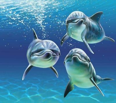   POUR TOI MON PETIT STEPH TU AIMAIS BEAUCOUP LES DAUPHINS