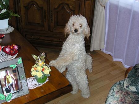  MON PETIT ANGE , MANDY TE REGARDE TA PHOTO EST SUR LA GAUCHE QUE TU ES BEAU