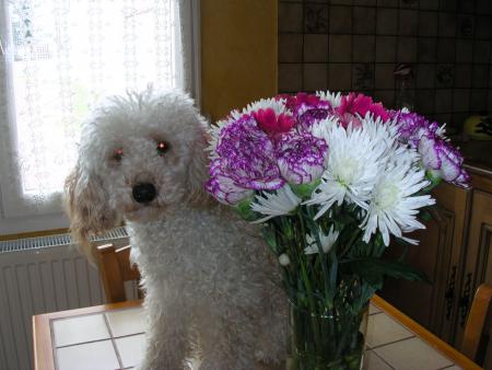 MON POUSSIN MANDY T'OFFRE CE PETIT BOUQUET POUR TOI ET TOUS LES ANGES DU PARADIS