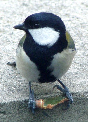    UNE MESANGE MON ANGE JE SAIS QU'ELLE VIENT DE TOI