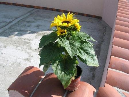 TA MAMIE T'A ACHETE UN TOURNESOL SUPERBE TU VOIS PERSONNE NE T'OUBLIE MON ANGE   