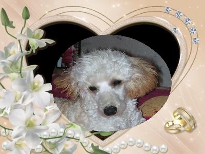  MON ANGE MANDY EST COMME CANDY AUSSI GENTILLE