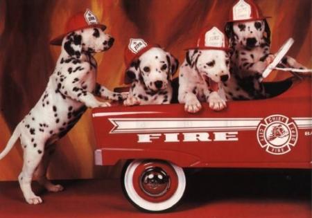 POUR TOI MON POUSSIN DES CHIOTS POMPIERS . GROS BISOUS MON POUSSIN