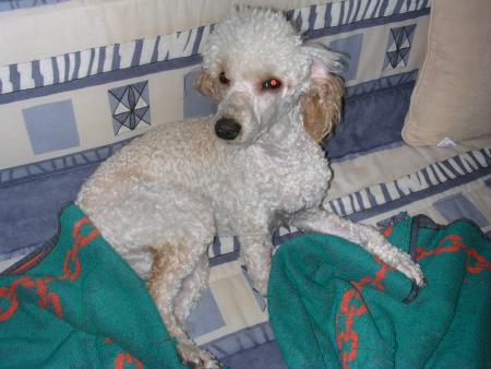  MANDY MON POUSSIN EN PLEIN REVEIL, JE T'AIME MON ANGE