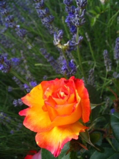 Merci beaucoup LILOU 