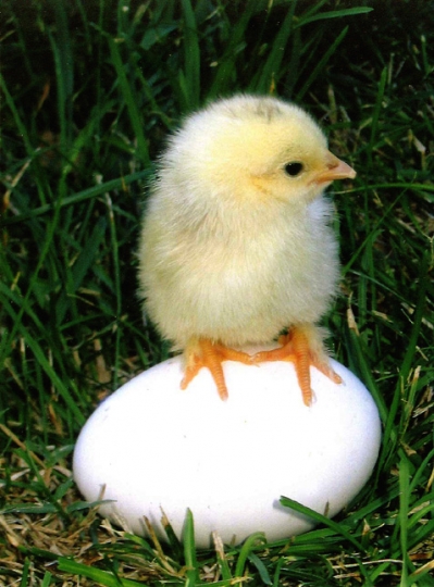 Merci LILOU pour ce magnifique poussin 