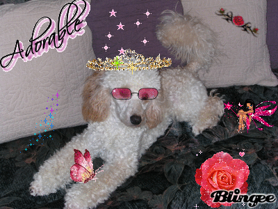  MON ANGE PAPA VEUT TE FAIRE RIRE UN PEU, IL A FAIT UN MONTAGE AVEC MANDY