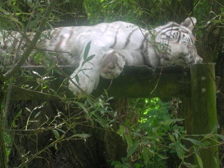 TU VOIS MON ANGE CE TIGRE BLANC EST LUI AUSSI DANS SON PARADIS BLANC