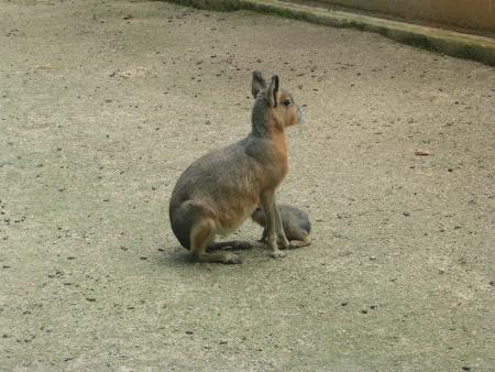 TOUJOURS A TOUROPARC ENCORE UNE MAMAN AVEC SON PETIT