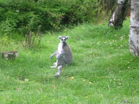 UN JOLI LEMURIEN, TU TE SOUVIENS MON CHATON TON PAPA JE LUI DIS SOUVENT TU ES UN VRAI LEMURIEN TRES AGILE ET TOUJOURS A  COURIR PARTOUT, C'EST PAPA
