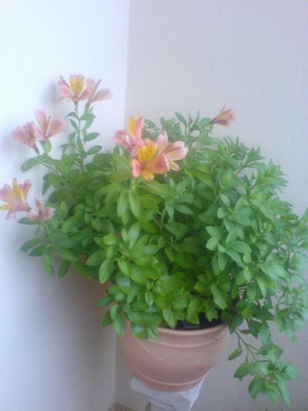 MERCI INFINIMENT CHRISTINE  VOUS AVEZ BIEN PRIS SOIN DE MON PETIT STEPHANE 