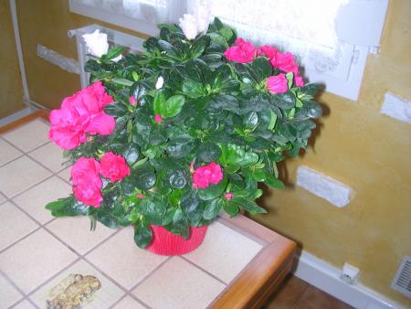           UN AZALEE DE DEUX COULEURS FUSCHIA ET BLANC 