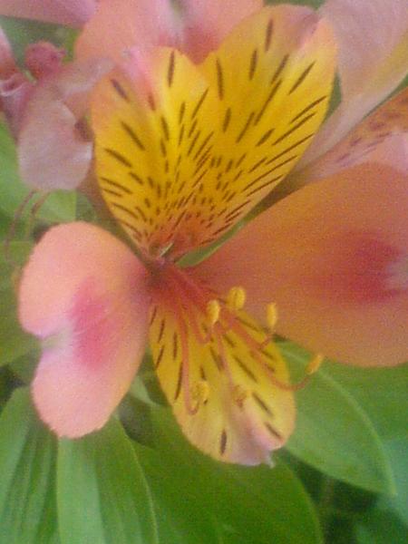 POUR TOI MON ANGE DE LA PART DE CHRISTINE  TOUT COMME TU AIMAIS LES COULEURS DU SOLEIL JE T'AIME TRES FORT MON POUSSIN