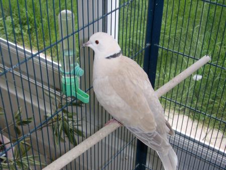 POUR TOI MON POUSSIN LA TOURTERELLE DE LOUMA 