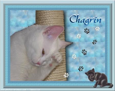 TON PAPA ET MOI AVONS DU CHAGRIN , NOUS T' AIMONS TRES FORT