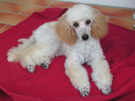 JE PENSE A TOI MOI AUSSI JE N'AI PAS EU LE TEMPS DE TE CONNAITRE ON AURAIT TELLEMENT JOUER ENSEMBLE, JE T' AIME MON PETIT MAITRE