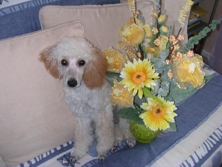 MANDY  TE DONNE DES FLEURS MON ANGE