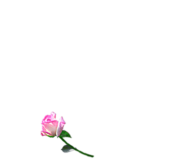 MON PETIT CHATON , DES FLEURS EN COEUR POUR TOI