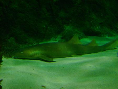  Merci LILOU cela nous fait plaisir , tu sais que l'on ne fait plus de projet, si tout va bien cette ann�e on ira je veux nager avec les dauphins pour mon fils