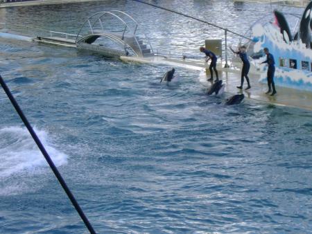 Mon poussin LILOU � eu la gentillesse de m'envoyer des photos de MARINELAND je te promets d'y aller.