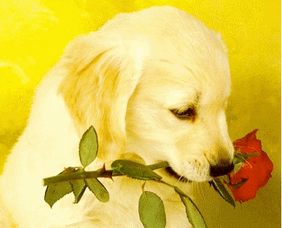      TOI QUI AIMAIT TANT LES ANIMAUX CE PETIT CHIOT T'OFFRE UNE ROSE